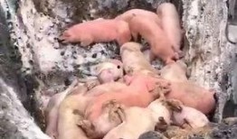 猪瘟最新爆料视频,揭秘病毒传播真相与防控措施