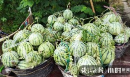 莱阳吃瓜网红是谁呀图片