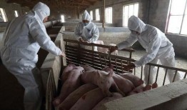 猪瘟最新爆料视频,揭秘病毒传播真相与防控措施