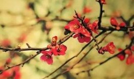 扒爷爆料小梅花视频,小梅花视频背后的惊人真相