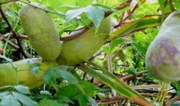 六枝八月瓜免费吃吗现在