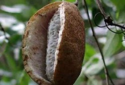 六枝八月瓜免费吃吗现在