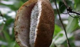 六枝八月瓜免费吃吗现在