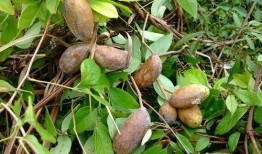 六枝八月瓜免费吃吗现在