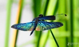 黑蜻蜓在线观看,在线观看，揭秘神秘古墓的惊悚之旅