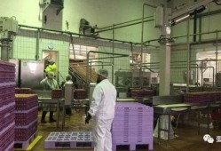 雪莲加工厂爆料视频播放,揭秘神秘植物加工全过程