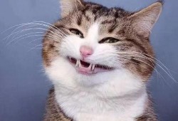 网红猫吃瓜,揭秘娱乐圈幕后故事