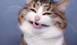 网红猫吃瓜,揭秘娱乐圈幕后故事