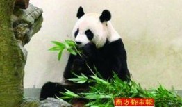 熊猫头狗仔爆料视频大全