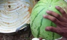 都有哪些网红吃瓜视频,揭秘娱乐圈幕后故事