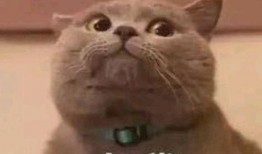 网红猫吃瓜,揭秘娱乐圈幕后故事