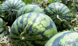 临沧网红吃瓜事件,揭秘网络舆论背后的真相与反思