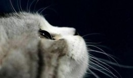 娱乐吃瓜君与猫,揭秘娱乐圈的萌宠生活