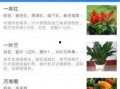 最新 植物爆料软件,揭秘植物爆料软件带来的颠覆性变革
