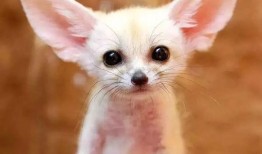 颜色动物爆料怎么做视频,视频制作攻略，捕捉自然之美