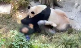 熊猫头狗仔爆料视频大全