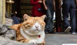 网红猫吃瓜,揭秘娱乐圈幕后故事