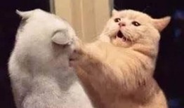 娱乐吃瓜君与猫,揭秘娱乐圈的萌宠生活