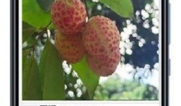 最新 植物爆料软件,揭秘植物爆料软件带来的颠覆性变革