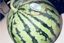 网红吃瓜藏族,藏族风情美食之旅