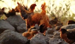 土鸡游戏爆料大全视频播放,揭秘热门游戏幕后故事