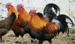 土鸡游戏爆料大全视频播放,揭秘热门游戏幕后故事